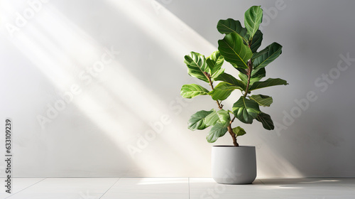Modern banner, minimal blank grey white concrete texture wall with green fiddle leaf fig tree in sunlight