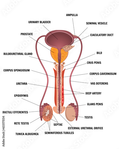 Male reproductive system organs medical infographic in vector