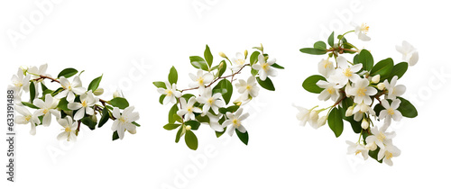 white jasmine bouquet collection transparent background for decorating banners and cards