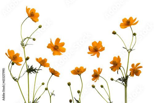 orange flowers cosmos arrangement flat lay postcard style 