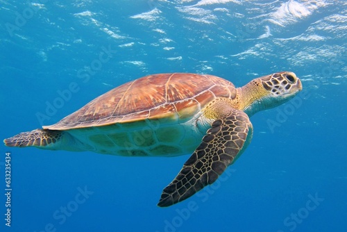 Cute sea turtle swimming underwater in the blue water. Vivid blue ocean with sea turtle. Scuba diving with marine life, underwater photography. Animal in the ocean, aquatic wildlife.
