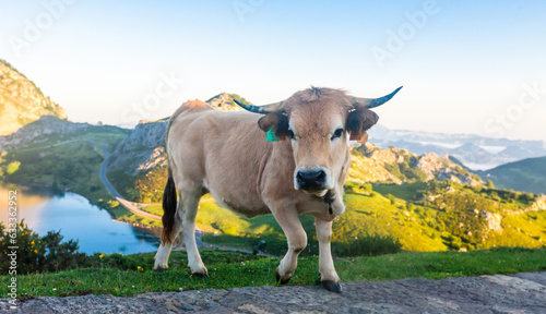 Styrian mountain cow sits on a lawn in a national park at dawn