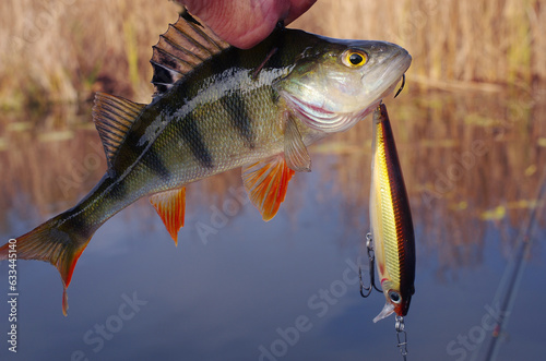Large river perch on the background of the river bay.
