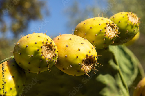 Macro fotografía del fruto o tuna de la.planta Opuntia ficus-indica, durante las fases finales de la maduración.