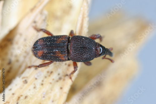 Rice weevil (Sitophilus oryzae), on a fragment of an ear of cereal.