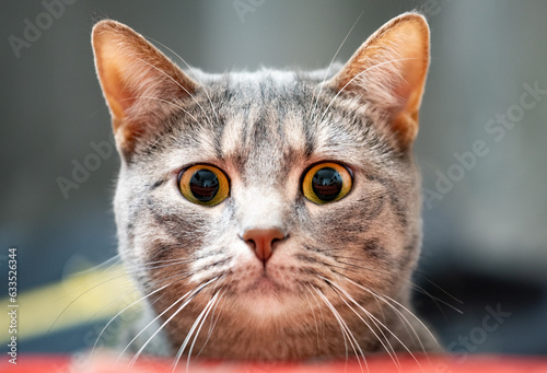 Jeune chatte grise joueuse regardant la caméra