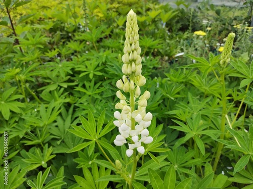 Lupinus 'Noble Maiden'