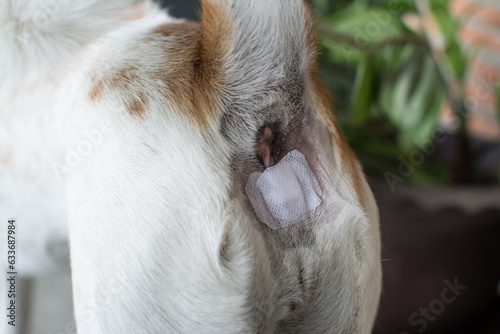 adhesive bandage near dog's anus