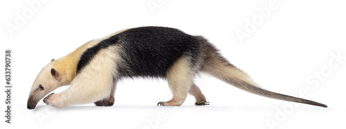 Southern anteather aka Tamandua tetradactyla walking side ways. Looking to the side showing profile. Isolated on a white background.