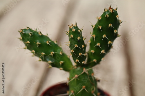 opuncja fragilis opuntia kaktus