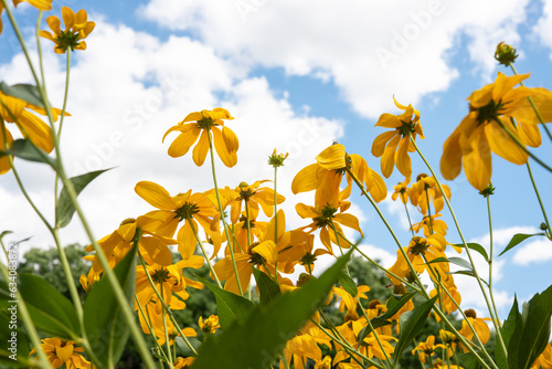 looking up at yellow flowers with long droopy petals on a windy day in summer