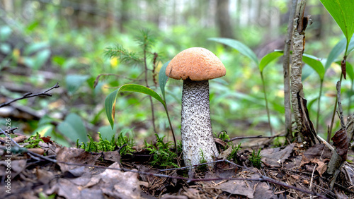 a beautiful mushroom in a sunny autumn forest