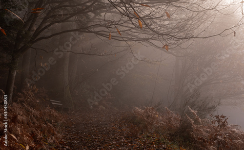 Der Herbstmorgen wird vom Nebel begleitet und die Sonne scheint hindurch in den Wald