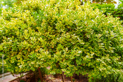 The leaves of the boxwood bush are evergreen. 