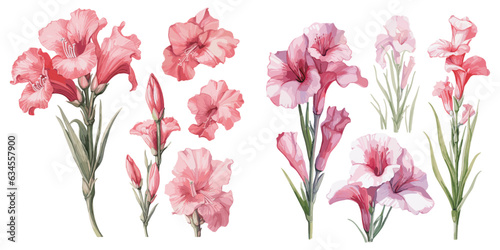 watercolor gladiolus flower clipart for graphic resources