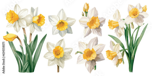 watercolor narcissus clipart for graphic resources