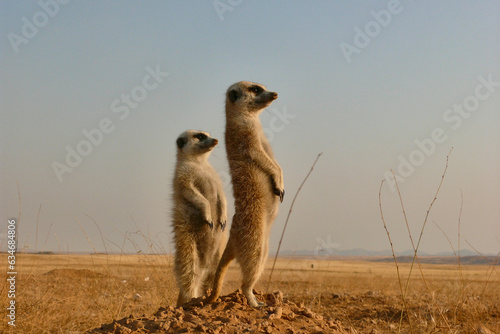 two meerkats, suricata suricatta, standing upright watching environment 