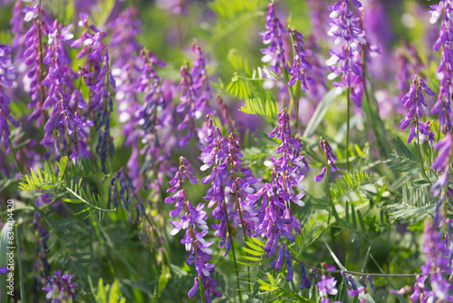 Blooming Vicia cracca on a summer sunny day