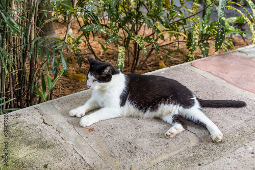 domestic cat in the garden of Ernest Hemmingway in Key West