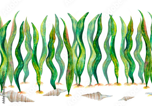 Watercolor drawing seamless border of laminaria algae wobbling underwater and cone shells isolated on white background. Illustration of kelp for wallpapers, wrapping, printing