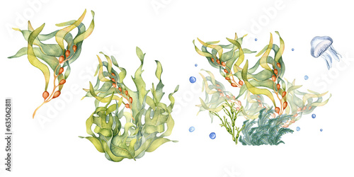 Set of green sea plants watercolor illustration isolated on white background. Laminaria, brown kelp, helpful seaweed hand drawn. Design element for package, advertising, wrap, marine collection