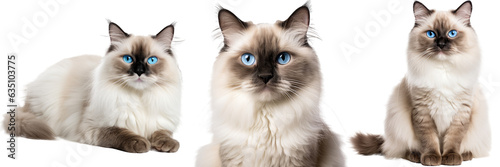 Collection of three ragdoll cats, animal bundle isolated on white background as transparent PNG