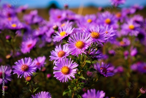 New England Aster: Wildflower Beauty in a Meadow Field with Purple Bloom. Generative AI