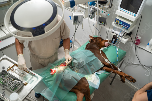 Top view from above of surgeon veterinarian makes an operation on great Dane on the operating table. Surgery to remove a tumor on a dog's thigh is in progress. Dog under general anesthesia.