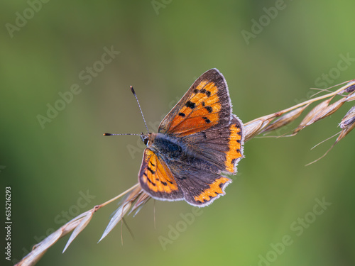 Small Copper Resting Wings Open