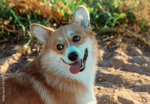 Corgi with tongue sticking out on a sandy road.