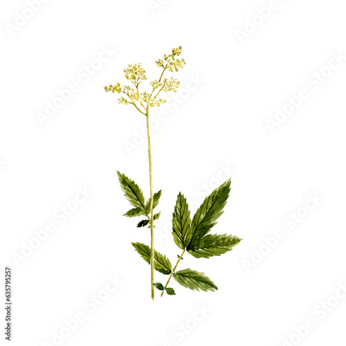 watercolor drawing plant of meadowsweet with leaves and flower, mead wort, Filipendula ulmaria isolated at white background, natural element, hand drawn botanical illustration
