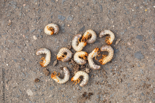 pędrak. Larwa, chrząszcz, majowego. Szkodnik, rolniczy. Grubs. May beetle larva.