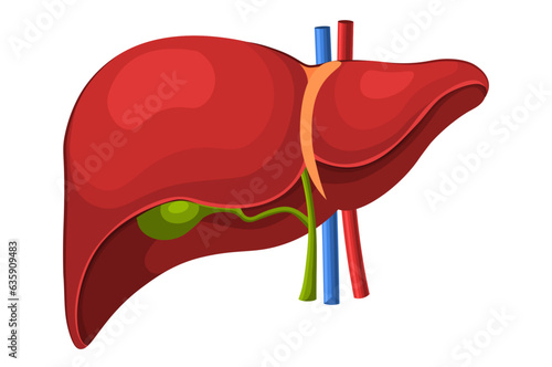 Human liver anatomy. Human internal organ: gallbladder, aorta, portal vein and hepatic duct. Medicine and Healthcare concept. Flat vector illustration isolated on white background.