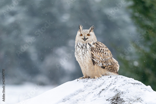 Shouting siberian Eagle Owl flying from right to the left. Closeup photo of the owl with spread wings. Animal winter theme. Bubo bubo sibircus.