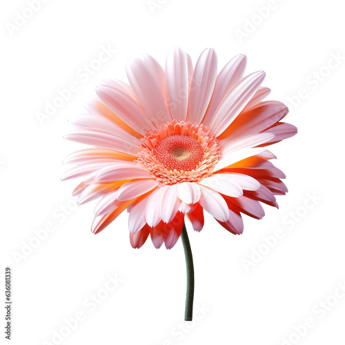 The type of flower called Gerbera