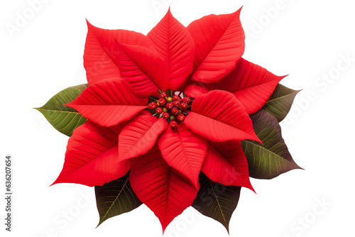 A Red Poinsettia isolated on a white background PNG