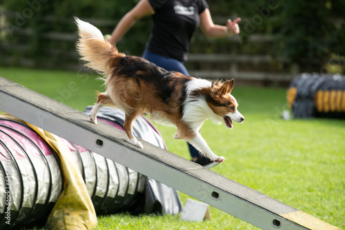 Dog doing Dog agility