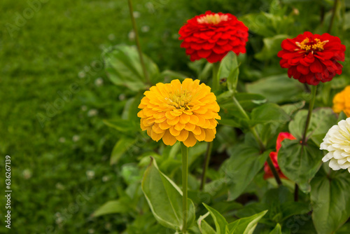 Yellow, white and red zinnia flowers close-up growing in a garden bed
