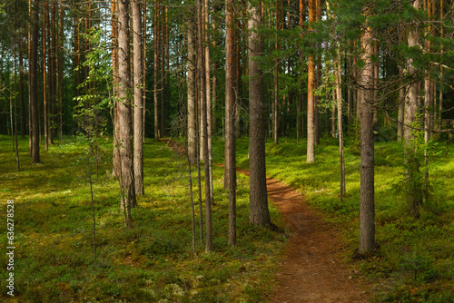 forest landscape, view of a boreal pine forest with a path among the moss
