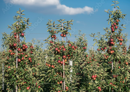 sad owocowy z drzewkami pełnymi czerwonych jabłek w słoneczny dzień.