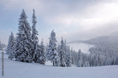 Lawn and forest. Winter landscape. High mountain. Trees covered with white snow. Snowy background. Nature scenery.