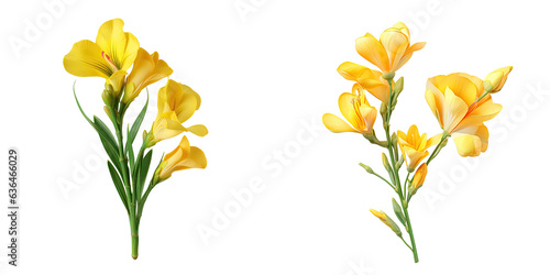 Freesia flower transparent background