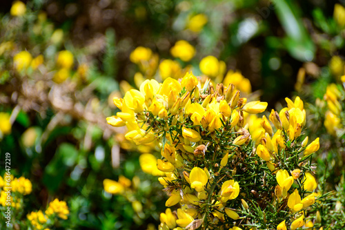 Yellow flowers of Ulex, commonly known as gorse, furze, or whin is genus of flowering plants in the family Fabaceae