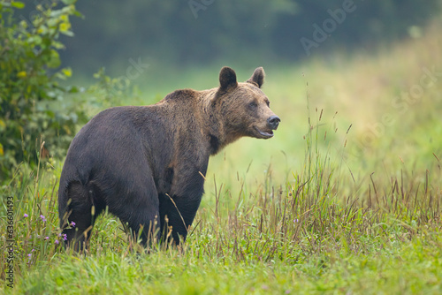 Niedźwiedź brunatny (Ursus arctos)