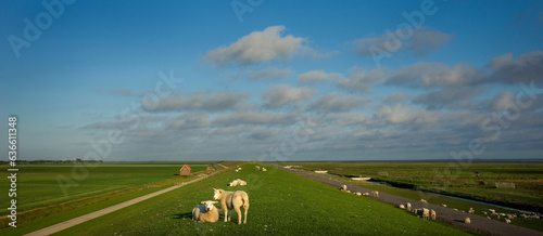 Sheep and lambs graze on the dike on the Wadden coast of the province of Groningen. To the left the arable land of the farmers in the area, to the right of the dike the salt marshes and the Wadden Sea