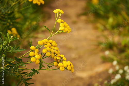 Wrotycz, Tanacetum L.