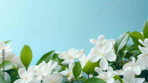 White gardenia flowers with green leaves on light blue background