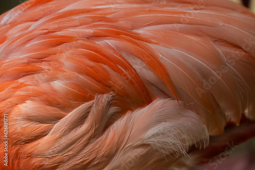 close up of pink flamingo feather. Plumas de flamingo 