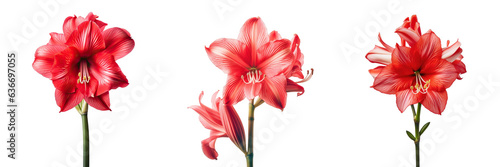 Saturated red amaryllis flower on isolated white