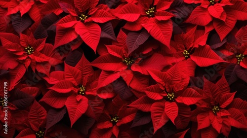 A closeup of the blossomed beautiful red poinsettia flowers created with Generative AI technology.